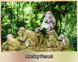 Monkey forest