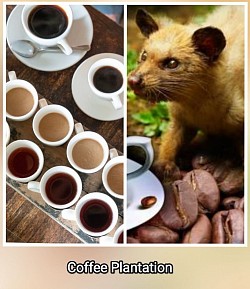 Luwak