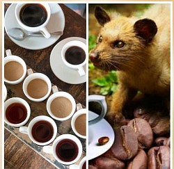 Coffee Plantation
