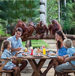 Breakfast With Orangutan