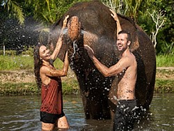Elephant Bathing