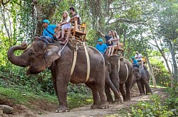 Elephant Riding