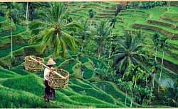 Tegallalang Rice Terrace