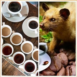 Coffee Plantation