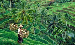Tegallalang Rice Terrace