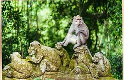 Monkey Forest