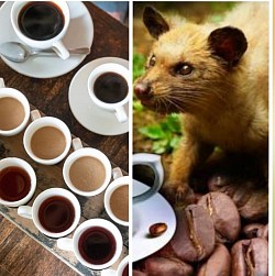 Coffee Plantation