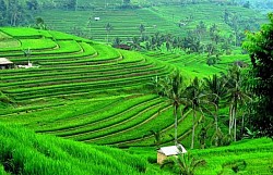 Jatiluwih Rice Terrace