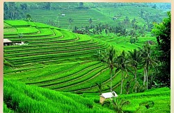 Jatiluwih Rice Terrace