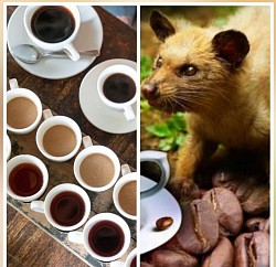 Coffee Plantation